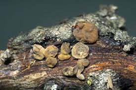 Attēlu rezultāti vaicājumam “Typhula setipes”