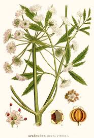 Attēlu rezultāti vaicājumam “Cicuta virosa”