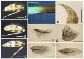 Attēlu rezultāti vaicājumam “Heptagenia sulphurea female”