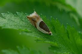 Attēlu rezultāti vaicājumam “Ancylis badiana”