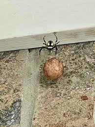 Attēlu rezultāti vaicājumam “Neottiura bimaculata”