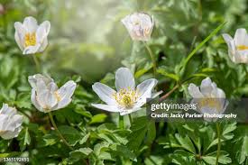 Attēlu rezultāti vaicājumam “Anemone nemorosa leaf”