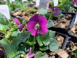 Attēlu rezultāti vaicājumam “Viola sororia”