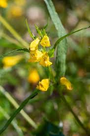 Attēlu rezultāti vaicājumam “Melampyrum sylvaticum flower”