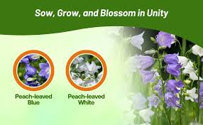 Attēlu rezultāti vaicājumam “Campanula persicifolia bud”