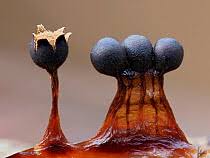 Attēlu rezultāti vaicājumam “Metatrichia floriformis spores”