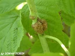 Attēlu rezultāti vaicājumam “Lasioptera rubi larva”