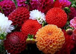 Image result for Dahlia x pinnata `Pompon Lilliput`