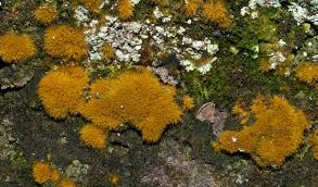 Attēlu rezultāti vaicājumam “Trentepohlia sp.”