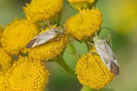 Attēlu rezultāti vaicājumam “Adelphocoris lineolatus imago”