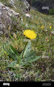 Attēlu rezultāti vaicājumam “Hypochaeris maculata leaf”