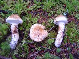 Attēlu rezultāti vaicājumam “Tricholoma sp.”