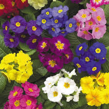 Attēlu rezultāti vaicājumam “Primula x polyantha”