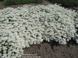 Image result for Schleifenblume