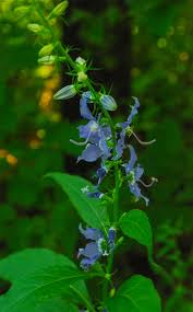 Image result for Campanula americana