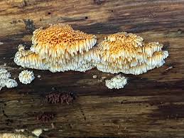 Attēlu rezultāti vaicājumam “Willkommlangea reticulata plasmodium”