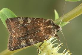 Attēlu rezultāti vaicājumam “Cerastis leucographa”