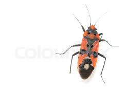 Attēlu rezultāti vaicājumam “Pyrrhocoris apterus imago”