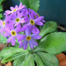 Attēlu rezultāti vaicājumam “Primula veris var. rubra flower”