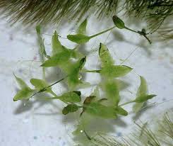 Attēlu rezultāti vaicājumam “Lemna trisulca”