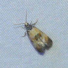 Attēlu rezultāti vaicājumam “Cochylis dubitana”