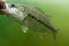 Image result for Micropterus