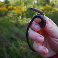 Attēlu rezultāti vaicājumam “Anguis fragilis adult”