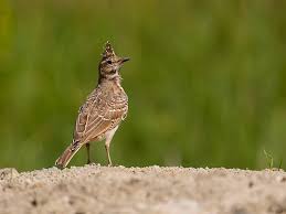 Attēlu rezultāti vaicājumam “Galerida cristata”