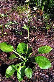 Attēlu rezultāti vaicājumam “Alisma plantago-aquatica fruit”