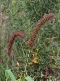 Attēlu rezultāti vaicājumam “Setaria viridis”