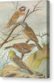 Image result for Emberiza cia