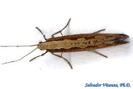 Attēlu rezultāti vaicājumam “Plutellidae”