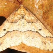 Attēlu rezultāti vaicājumam “Erannis defoliaria larva”