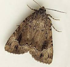 Attēlu rezultāti vaicājumam “Amphipyra perflua”