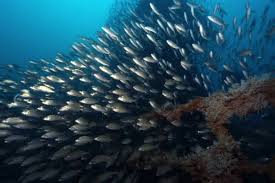 Image result for Haemulon aurolineatum