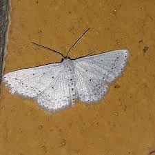 Attēlu rezultāti vaicājumam “Geometridae”