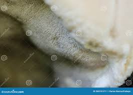 Attēlu rezultāti vaicājumam “Aurantiporus fissilis”