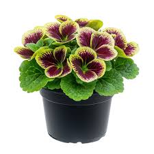 Image result for Primula obconica