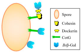 Attēlu rezultāti vaicājumam “Diderma subviridifuscum spores”