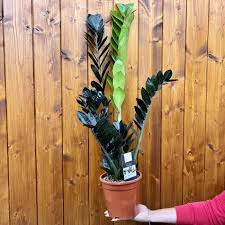 Image result for zamiokulkas