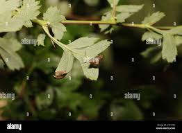 Attēlu rezultāti vaicājumam “Parornix anglicella”