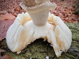 Attēlu rezultāti vaicājumam “Amanita excelsa”