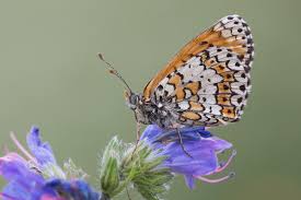 Attēlu rezultāti vaicājumam “Melitaea diamina underside”