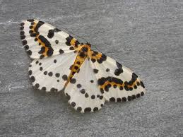 Attēlu rezultāti vaicājumam “Abraxas grossulariata”