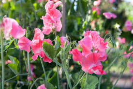 Image result for Lathyrus odoratus