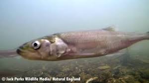 Image result for Osmerus eperlanus