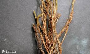 Attēlu rezultāti vaicājumam “Polytrichum strictum”