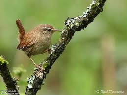 Attēlu rezultāti vaicājumam “Troglodytes troglodytes adult”