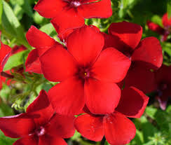 Image result for Phlox drummondii