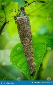 Attēlu rezultāti vaicājumam “Taleporia tubulosa”